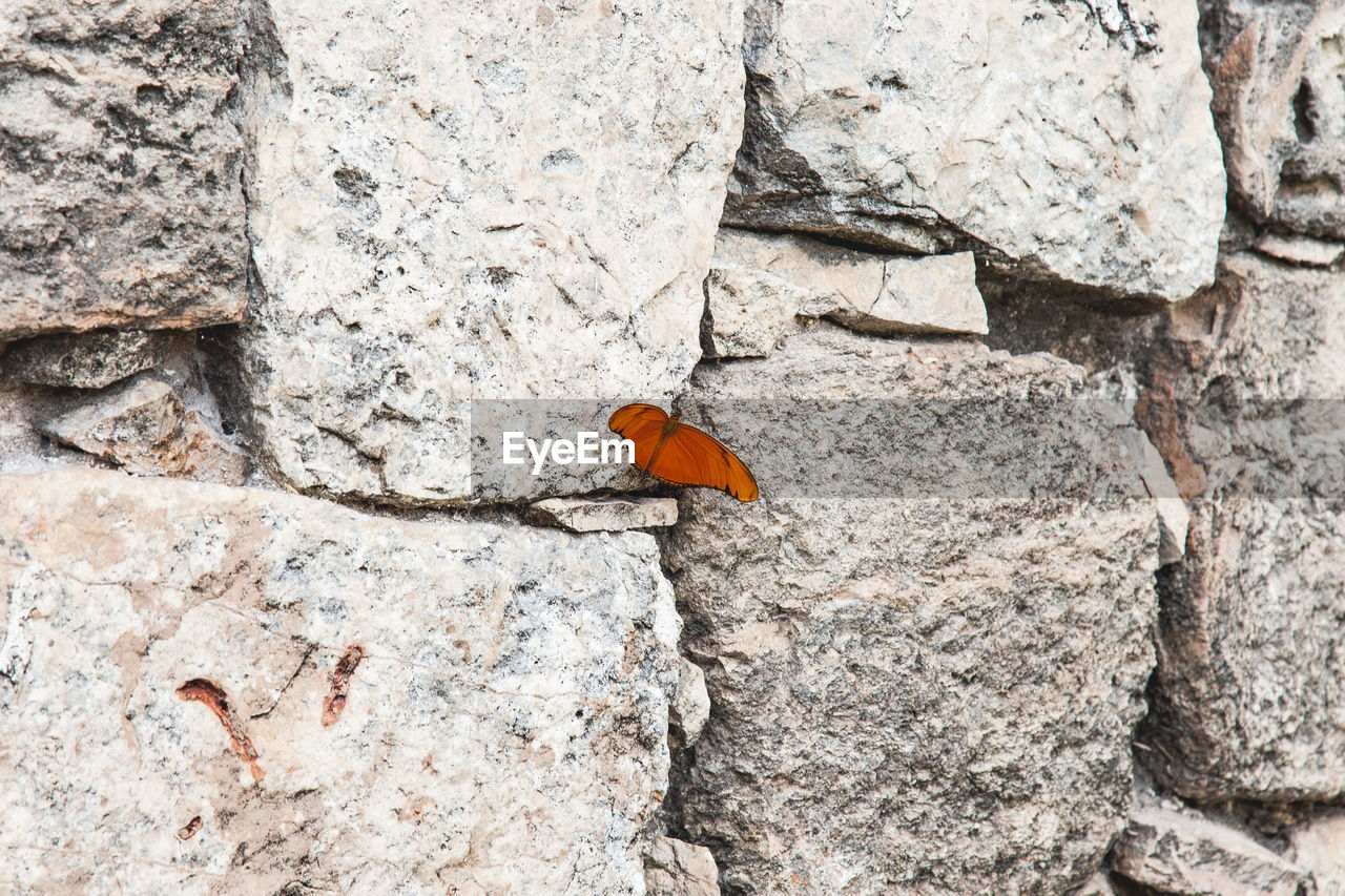 Close-up of butterfly on rock