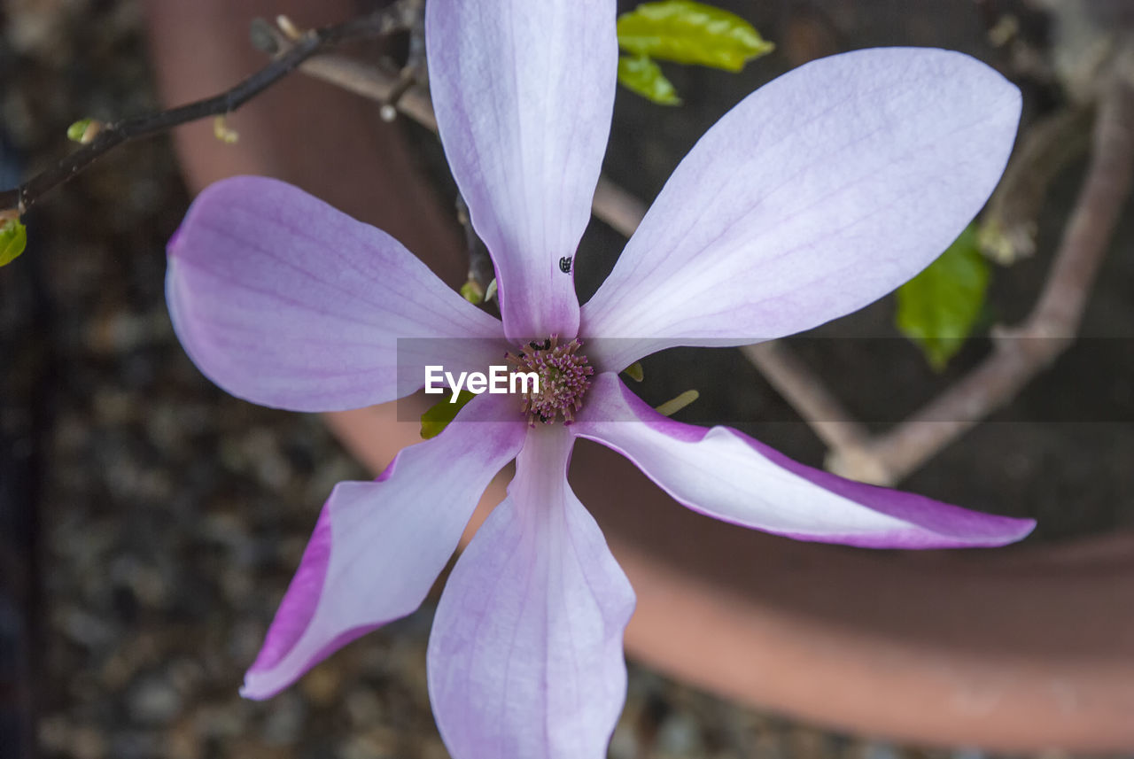 CLOSE-UP OF PURPLE FLOWERING PLANTS