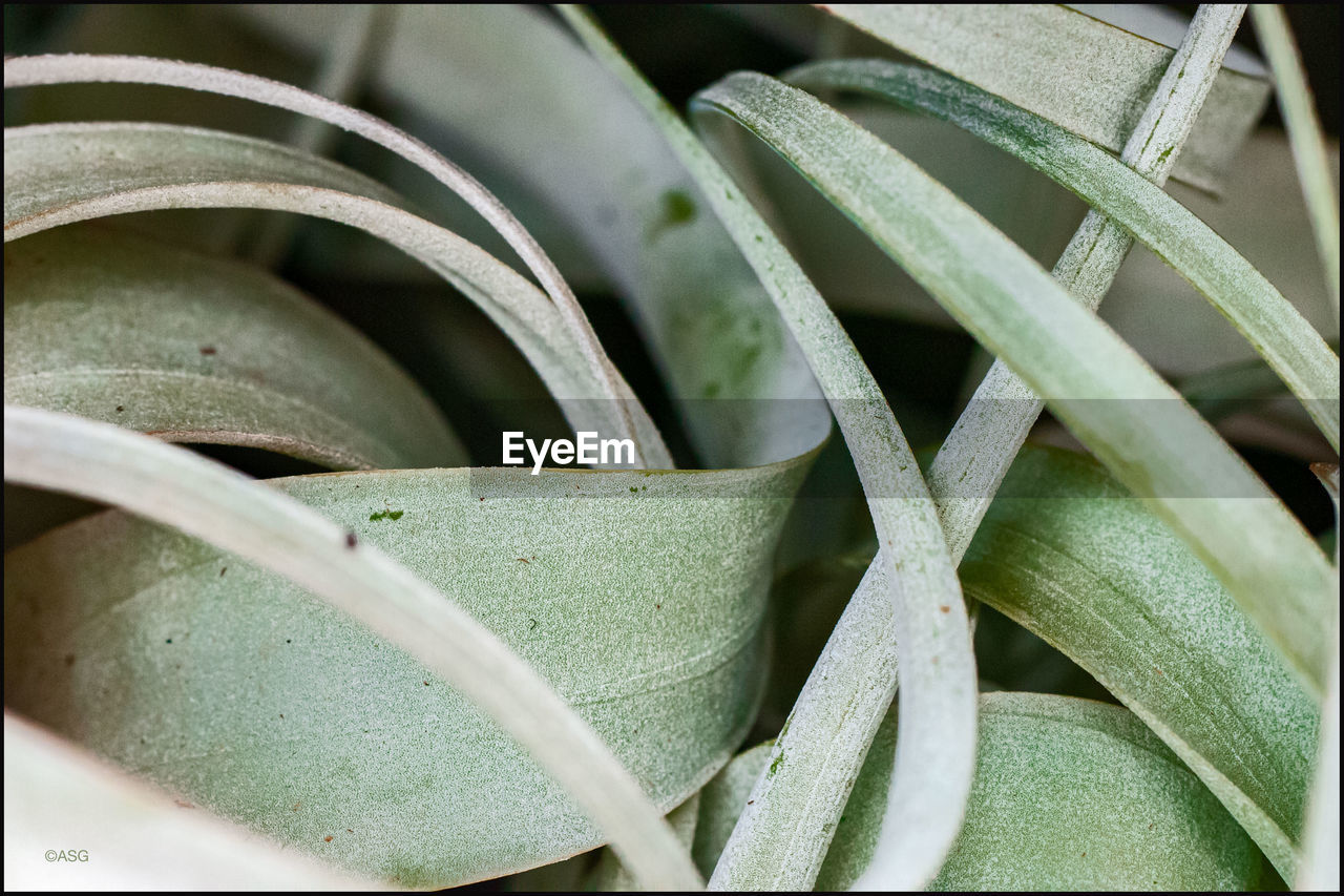 HIGH ANGLE VIEW OF SUCCULENT PLANT IN POT