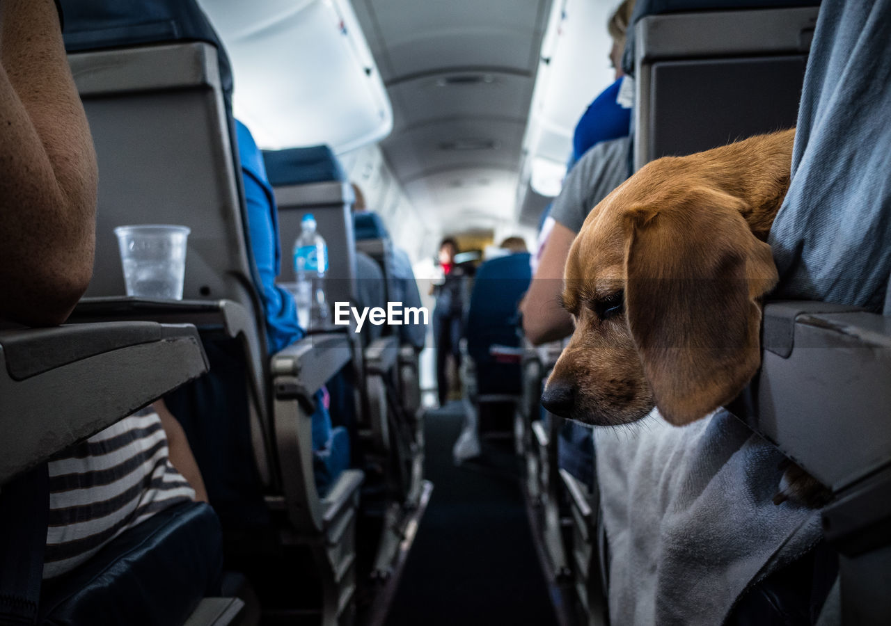 Dog travelling with people in bus