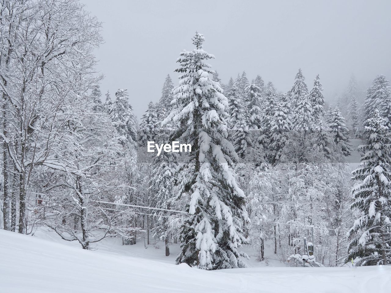 Snow covered trees in forest against sky