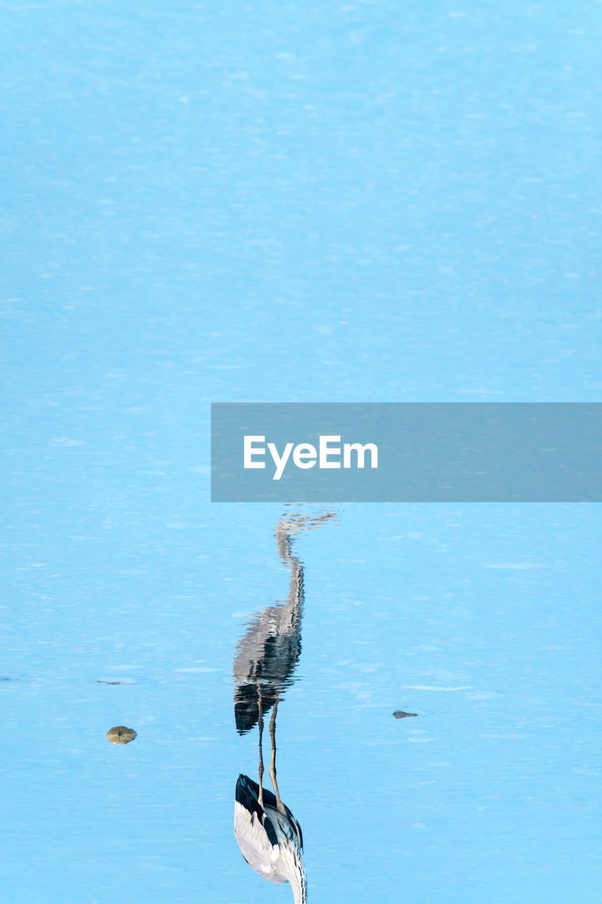 SWAN FLOATING ON LAKE