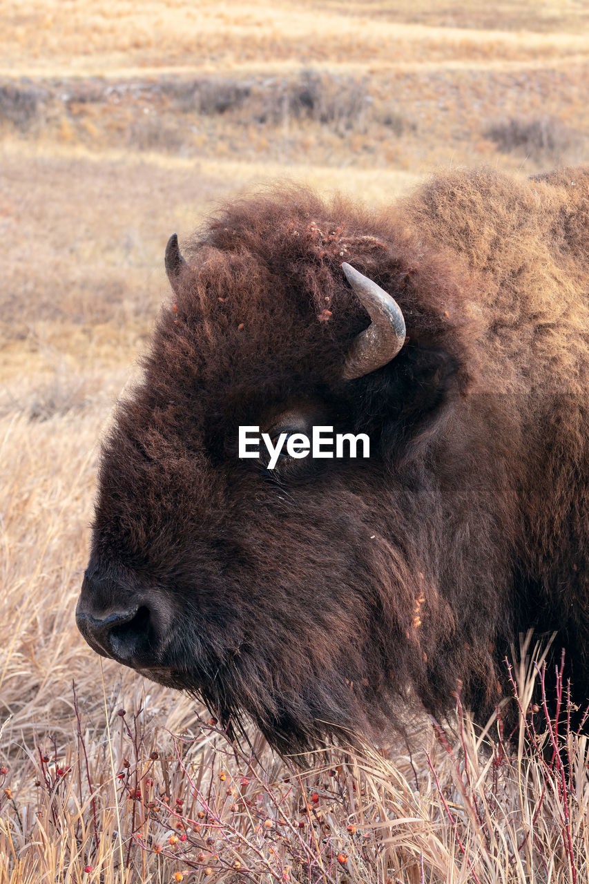 An american bison grazing in wind cave national park, south dakota.
