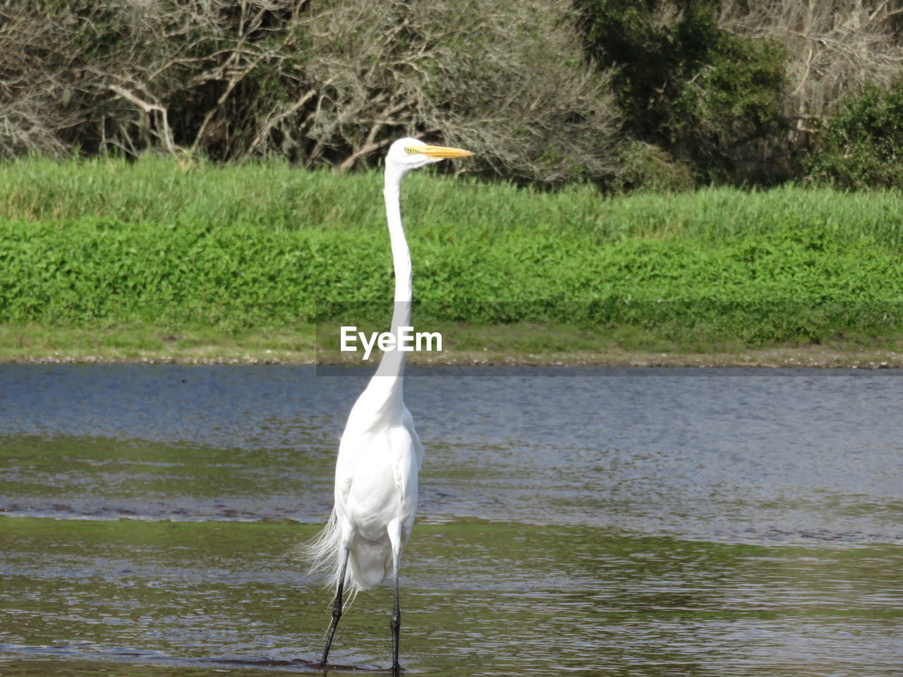 WHITE HERON PERCHING ON RIVERBANK