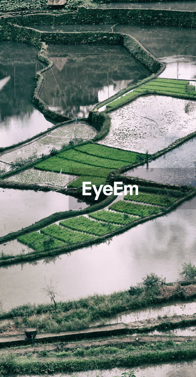 Scenic view of agricultural field