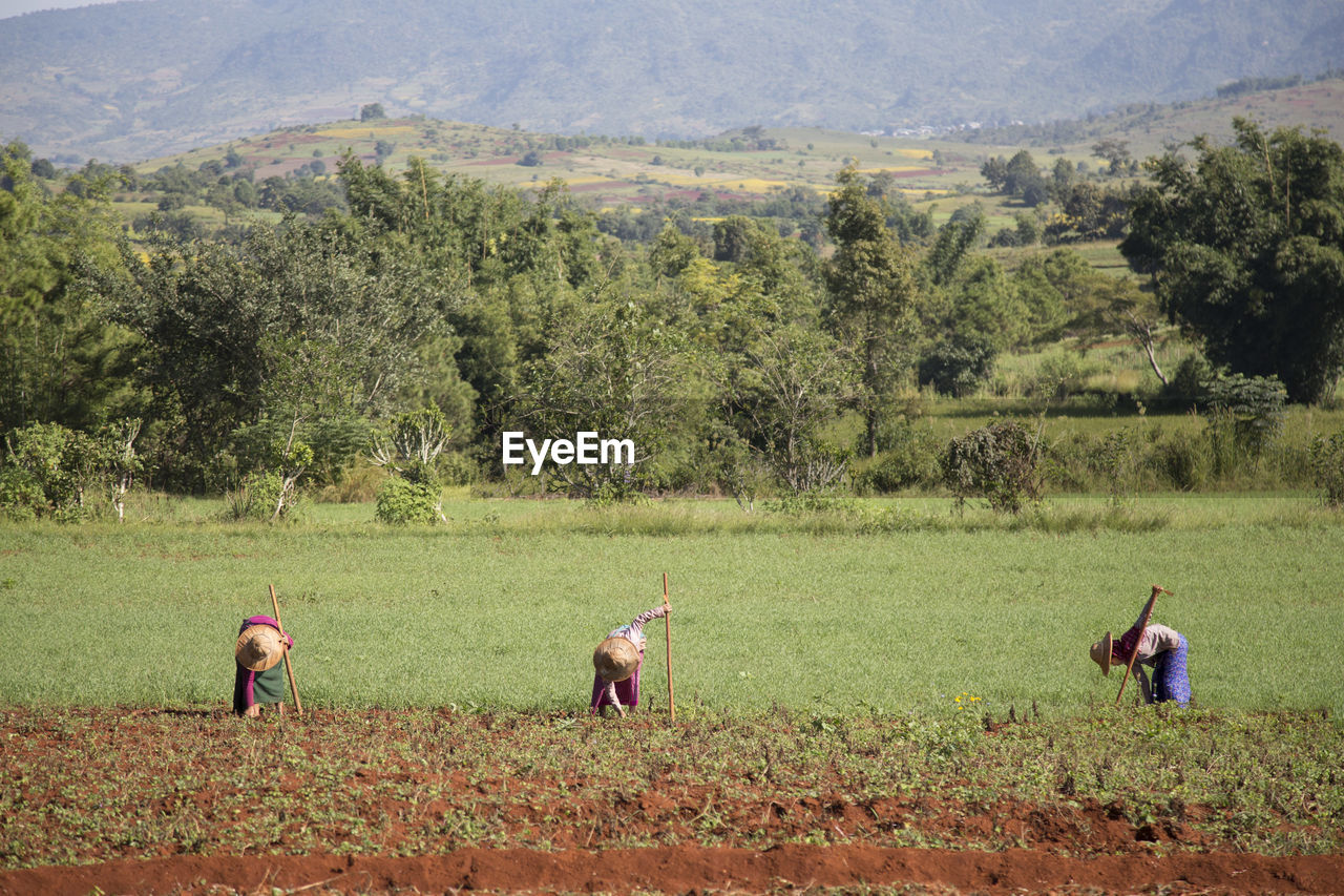 Three burmese woman working on agricultural field, myanmar