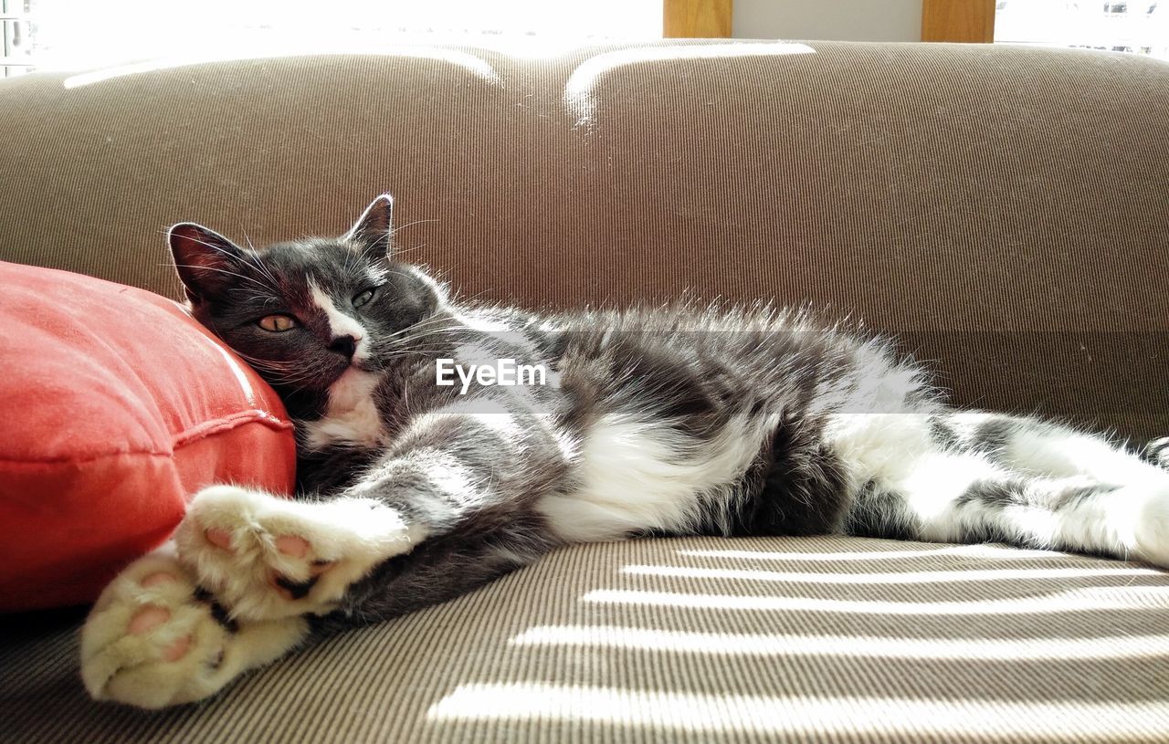 Cat lying on sofa at home