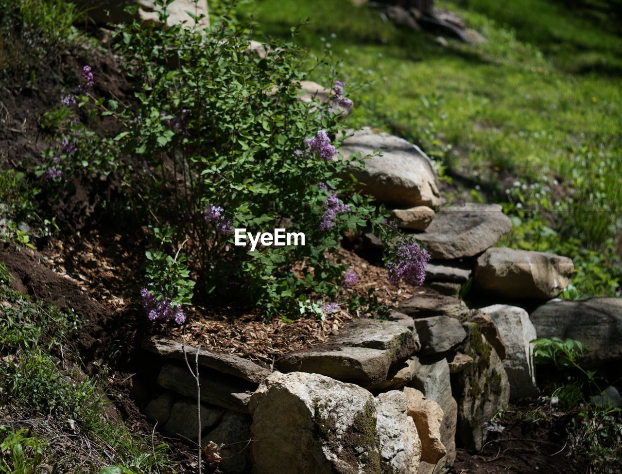 PLANTS ON ROCKS AT RIVERBANK