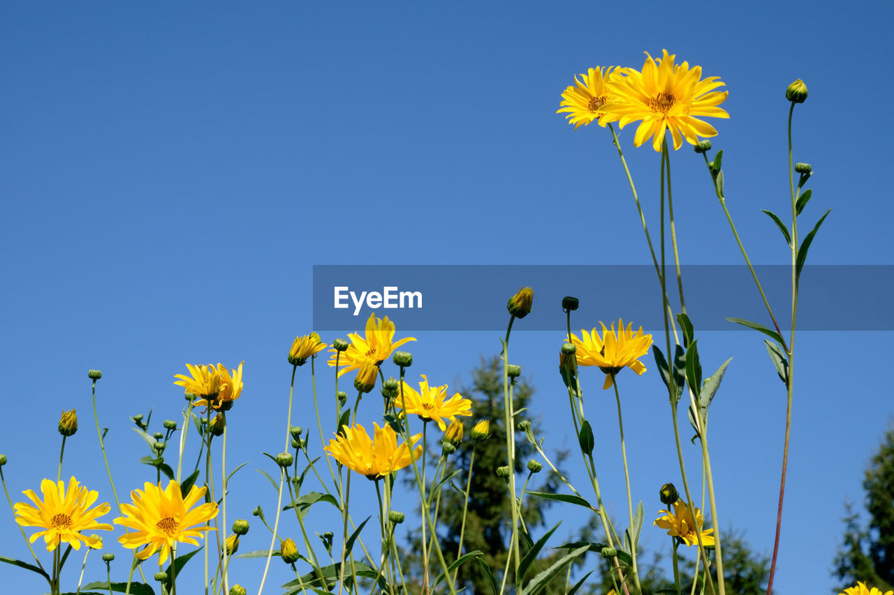 Low angle view of yellow flowering plants against clear blue sky