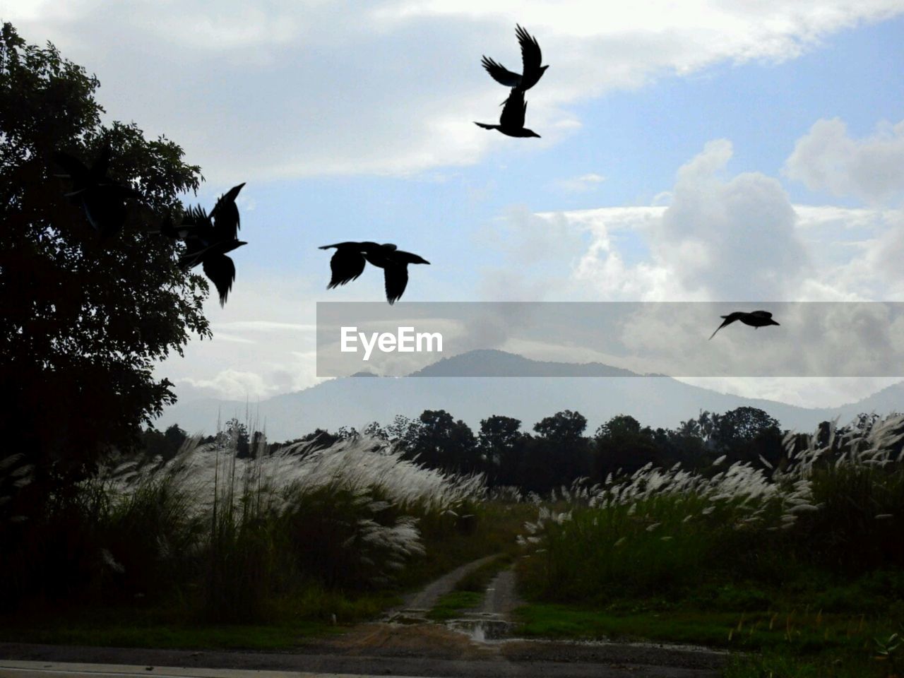 SILHOUETTE OF BIRD FLYING AGAINST SKY