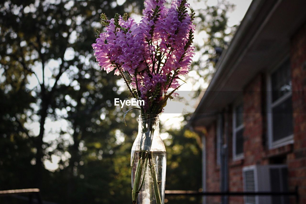 Pink flowers in bottle