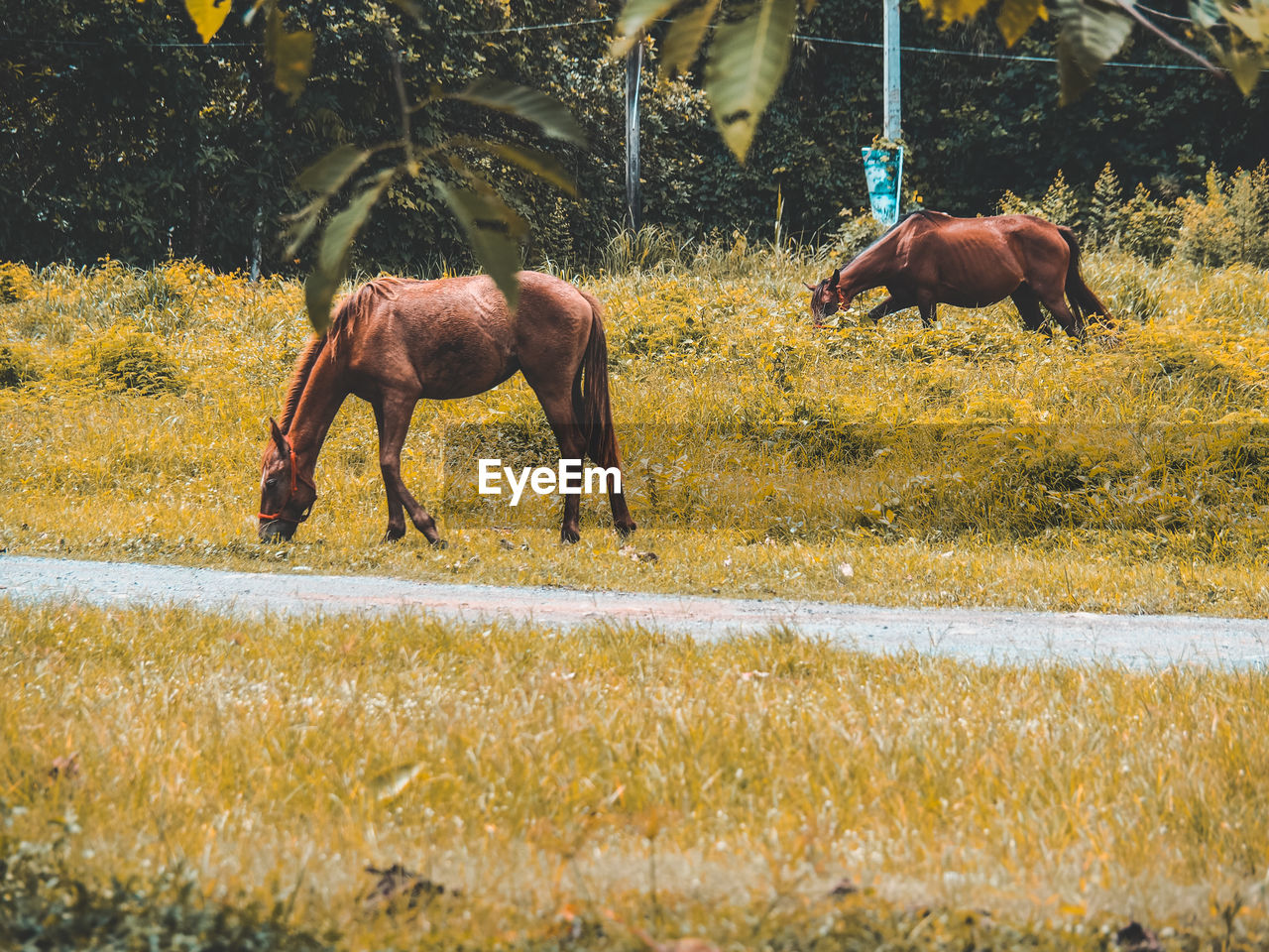 Horses in a field