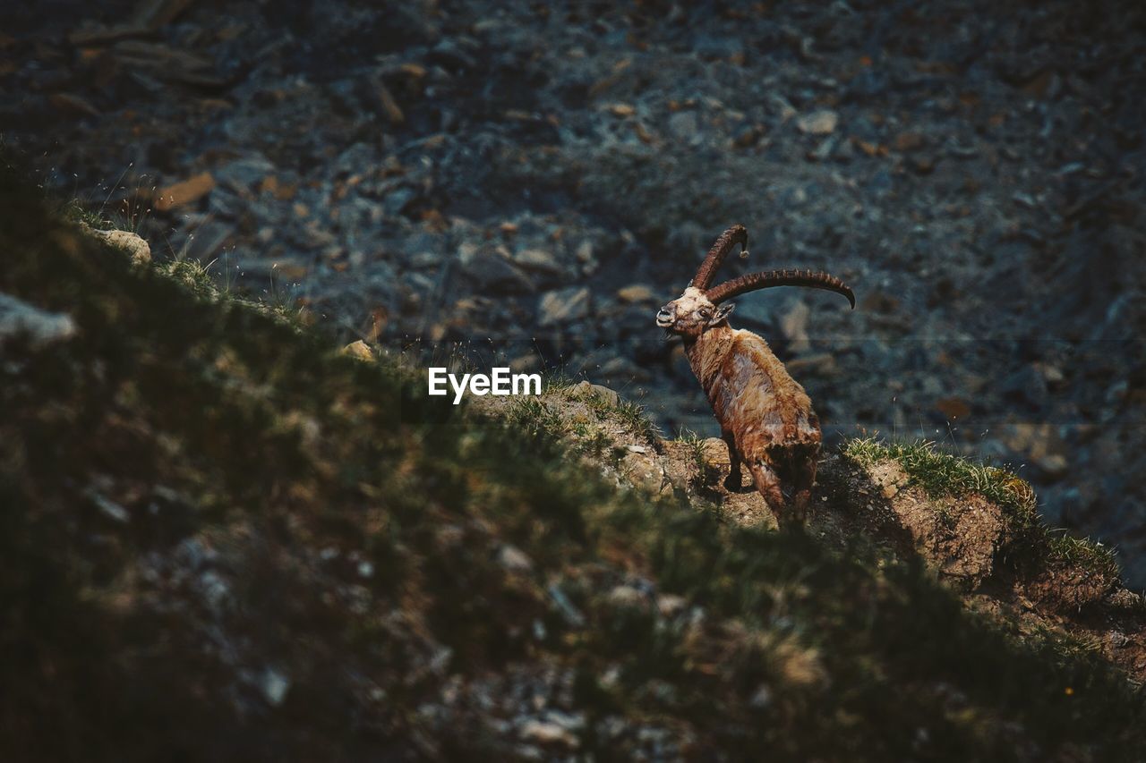 High angle view of ibex on rock