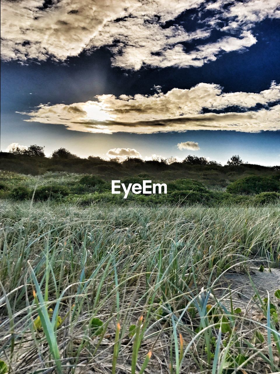 GRASS ON FIELD AGAINST SKY