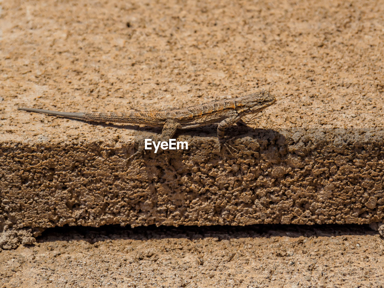 CLOSE-UP OF INSECT ON GROUND