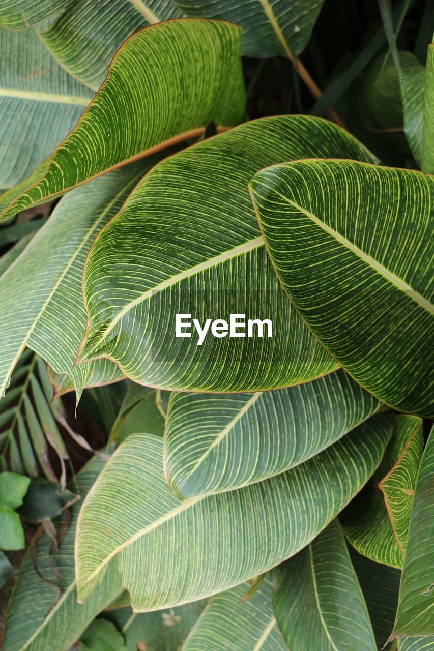 Full frame shot of green leaves