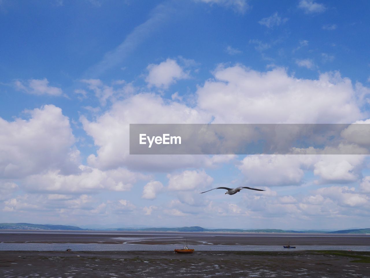 Bird flying over calm beach