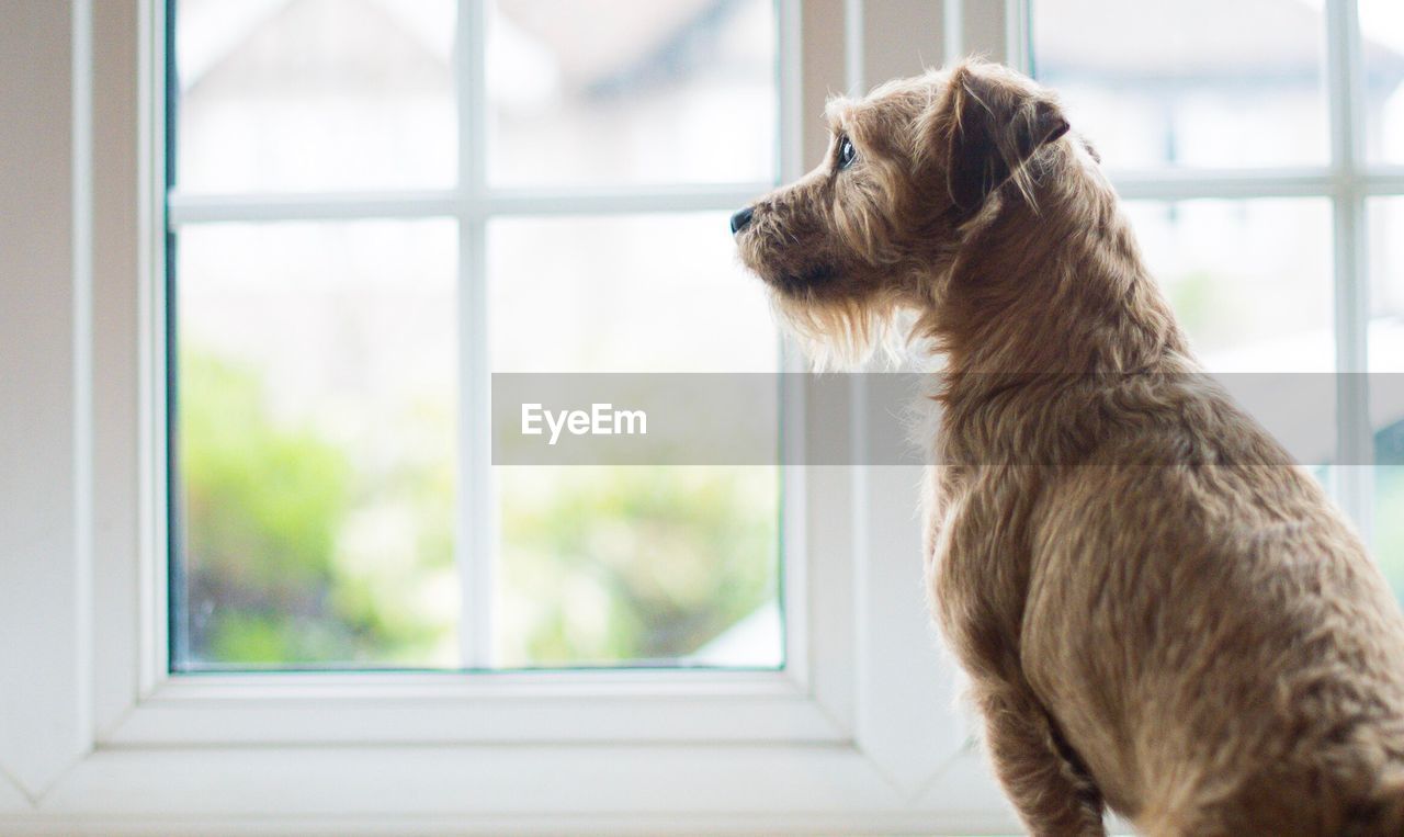 Close-up of dog looking through window