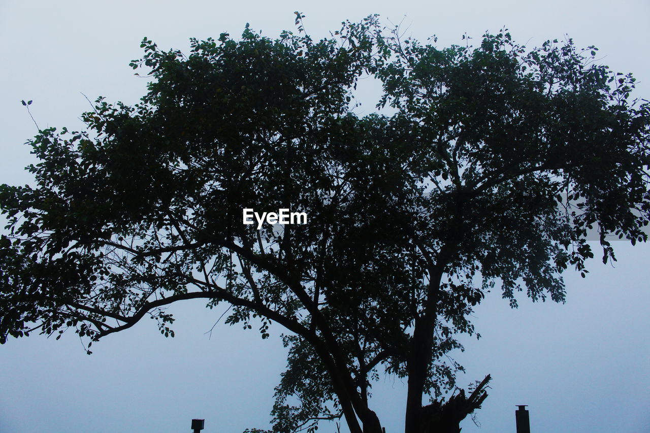 CLOSE-UP OF TREE AGAINST SKY