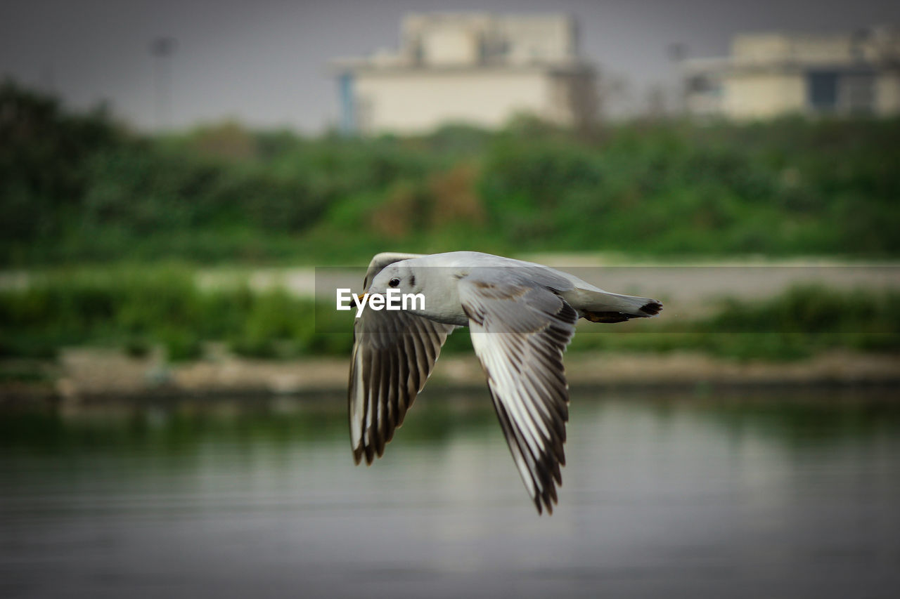 Beautiful gull flying over yamuna ghat