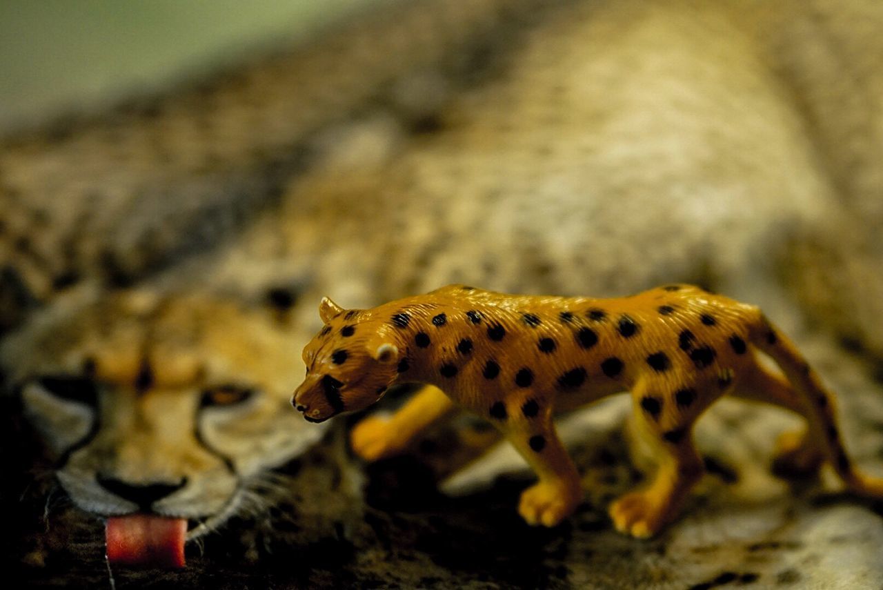 CLOSE-UP OF LIZARD ON LEAF