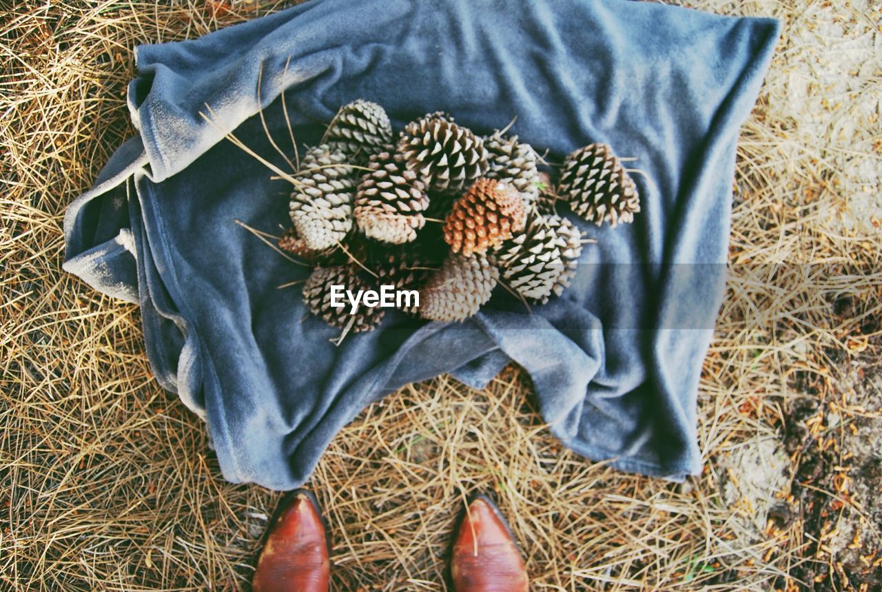 Low section of person standing by pine cones on fabric over grass