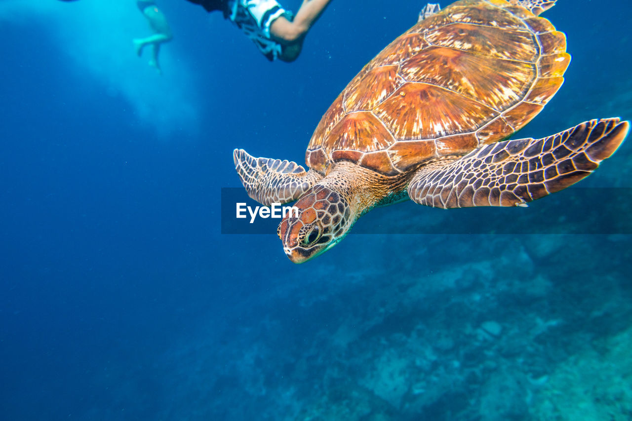 Turtle swimming in blue water