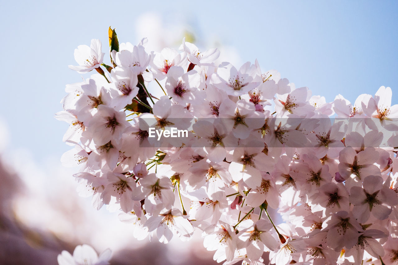 Close-up of cherry blossoms blooming against sky