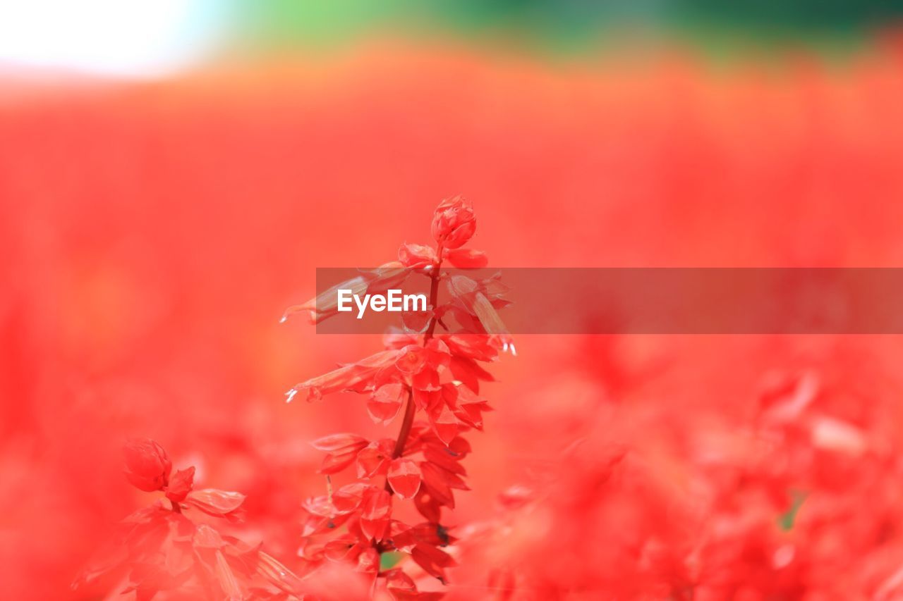 CLOSE-UP OF RED FLOWER