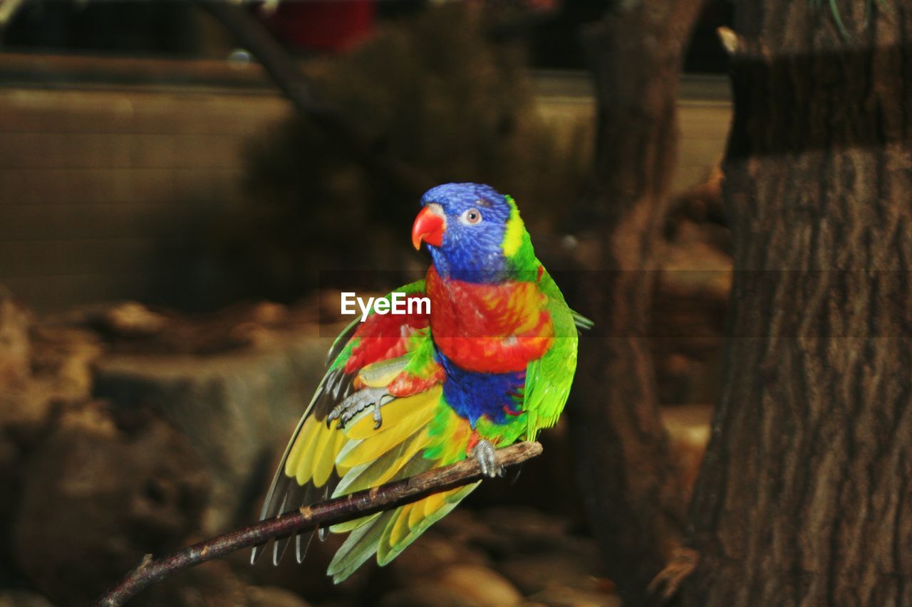 CLOSE-UP OF PARROT PERCHING ON TREE