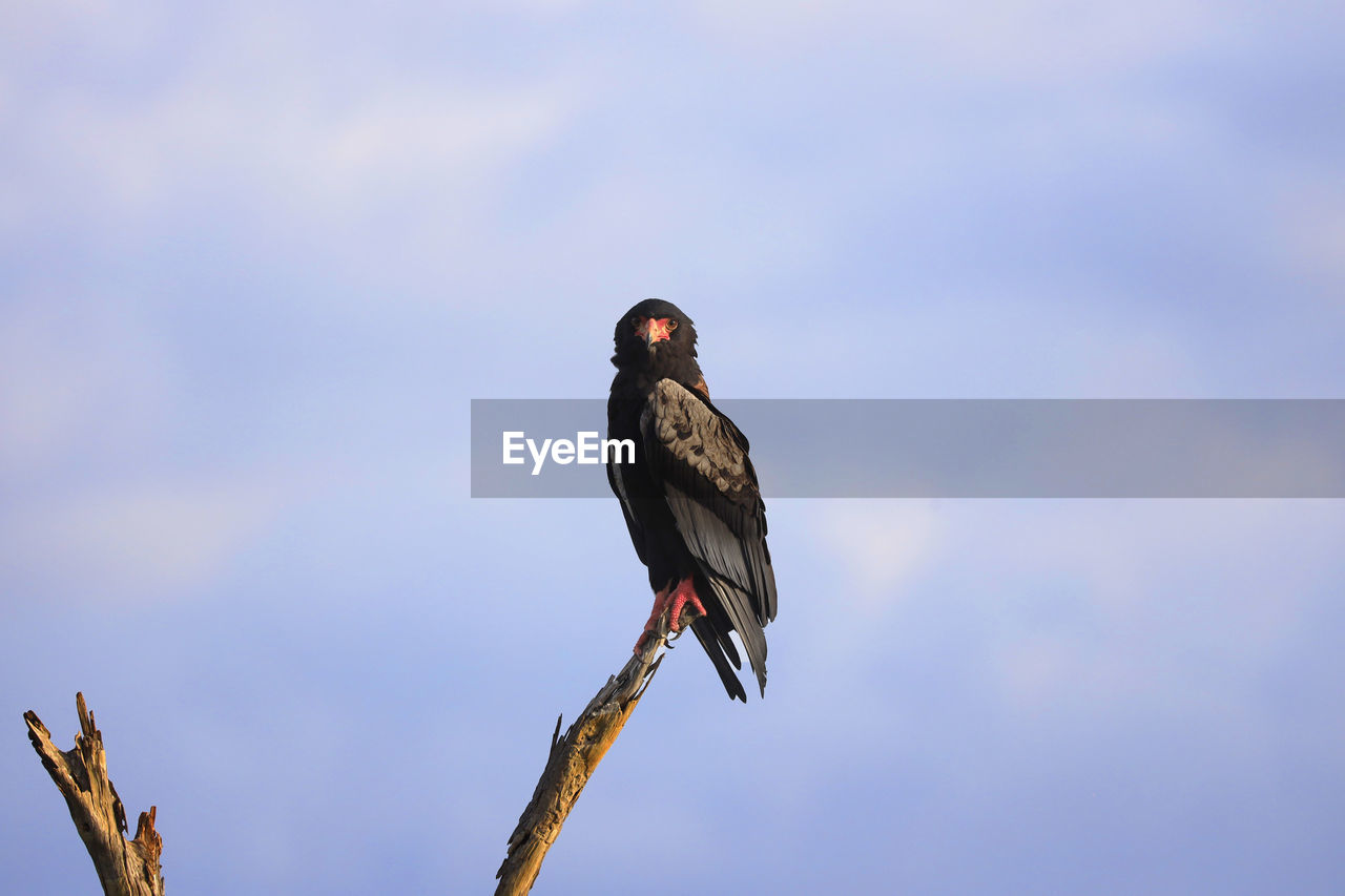 Low angle view of a bataleur eagle perching on branch