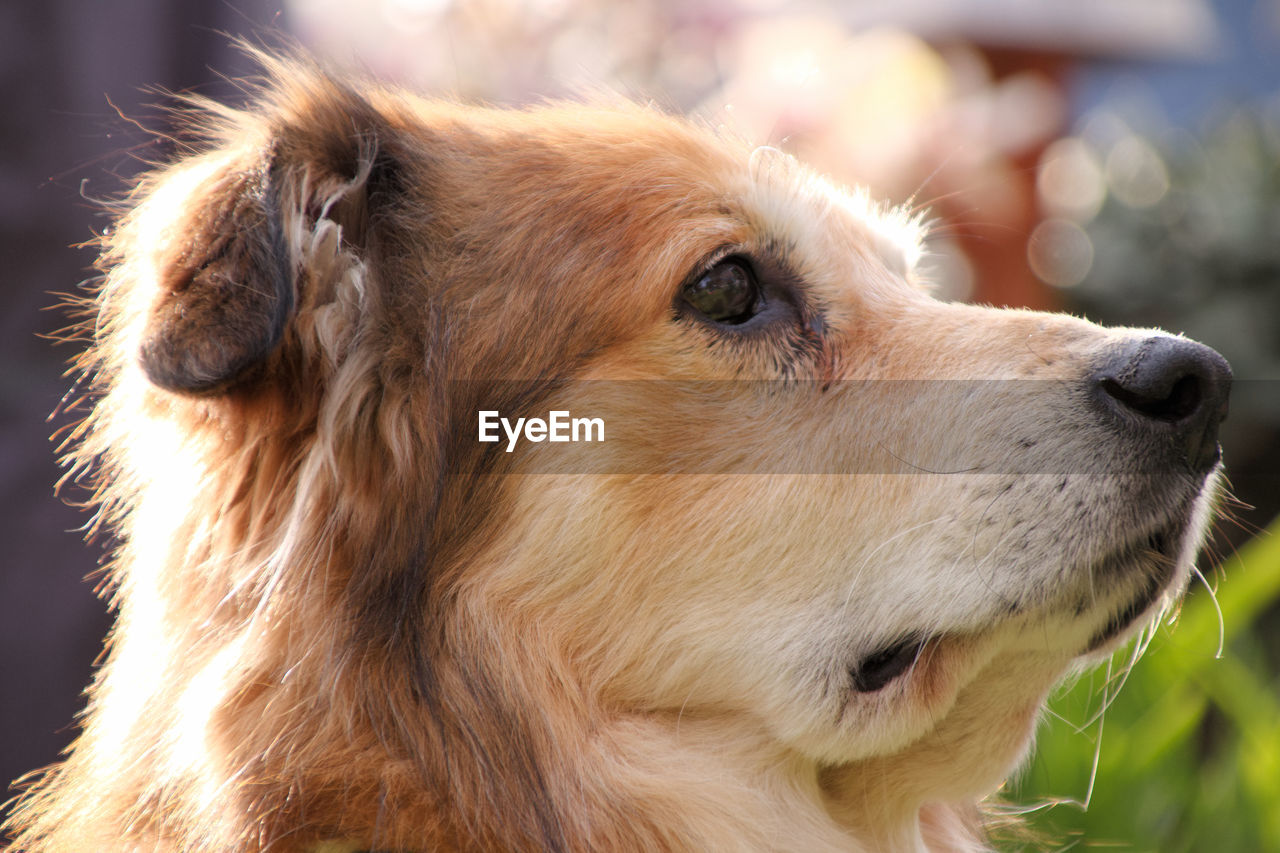 CLOSE-UP OF A DOG