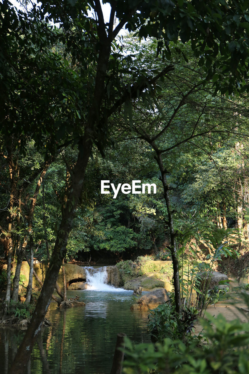 TREES BY RIVER IN FOREST