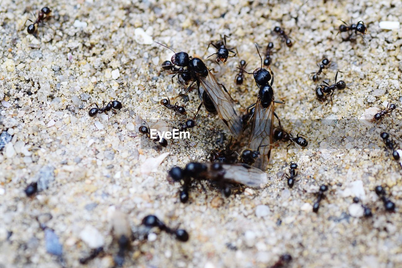 Close-up of ants on sand