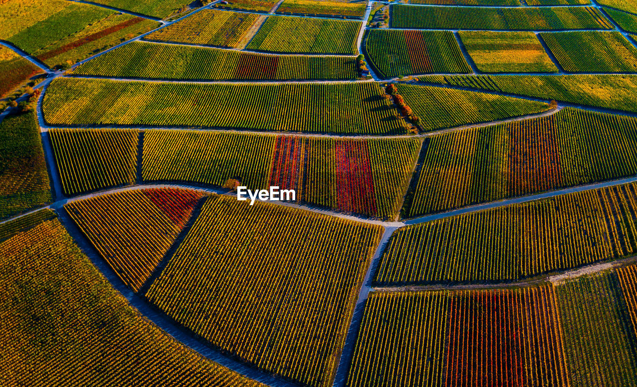 Full frame shot of agricultural field