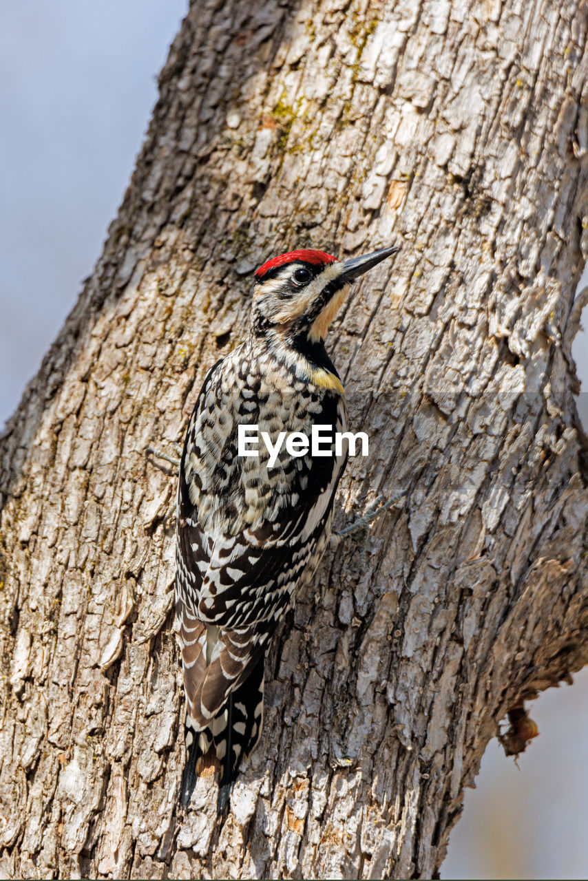 Yellow bellied sapsucker on a tree
