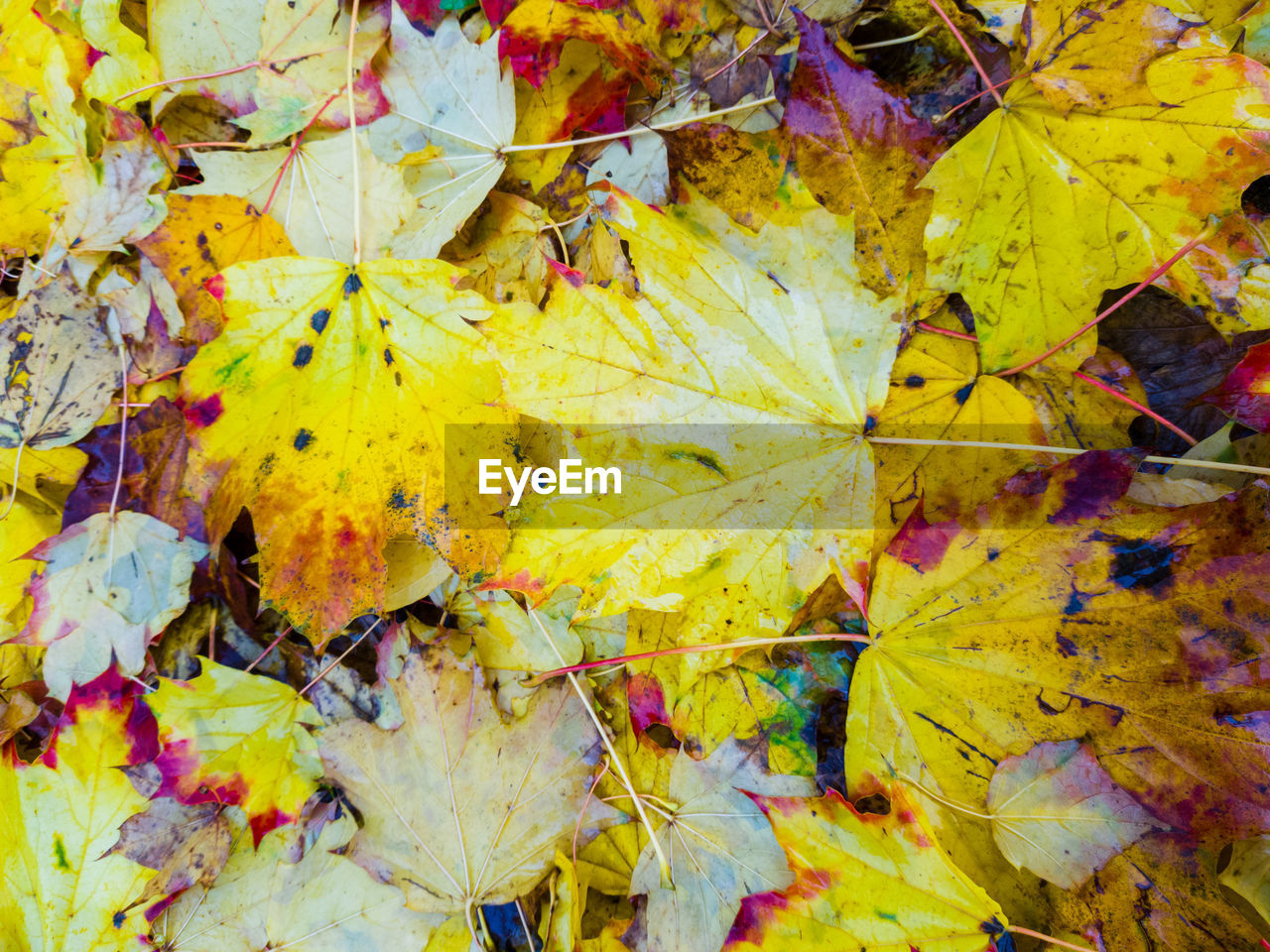 Close-up of yellow maple leaves