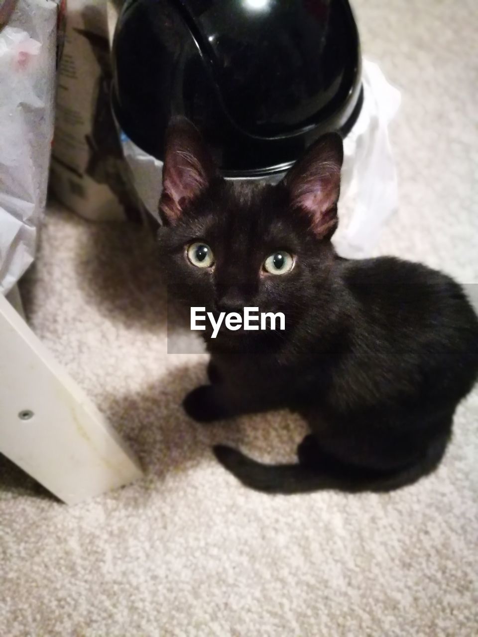 HIGH ANGLE PORTRAIT OF BLACK CAT SITTING ON FLOOR