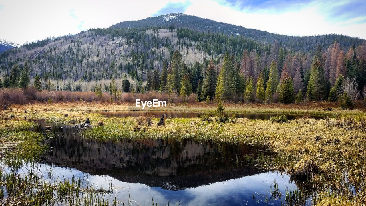 REFLECTION OF TREES IN LAKE