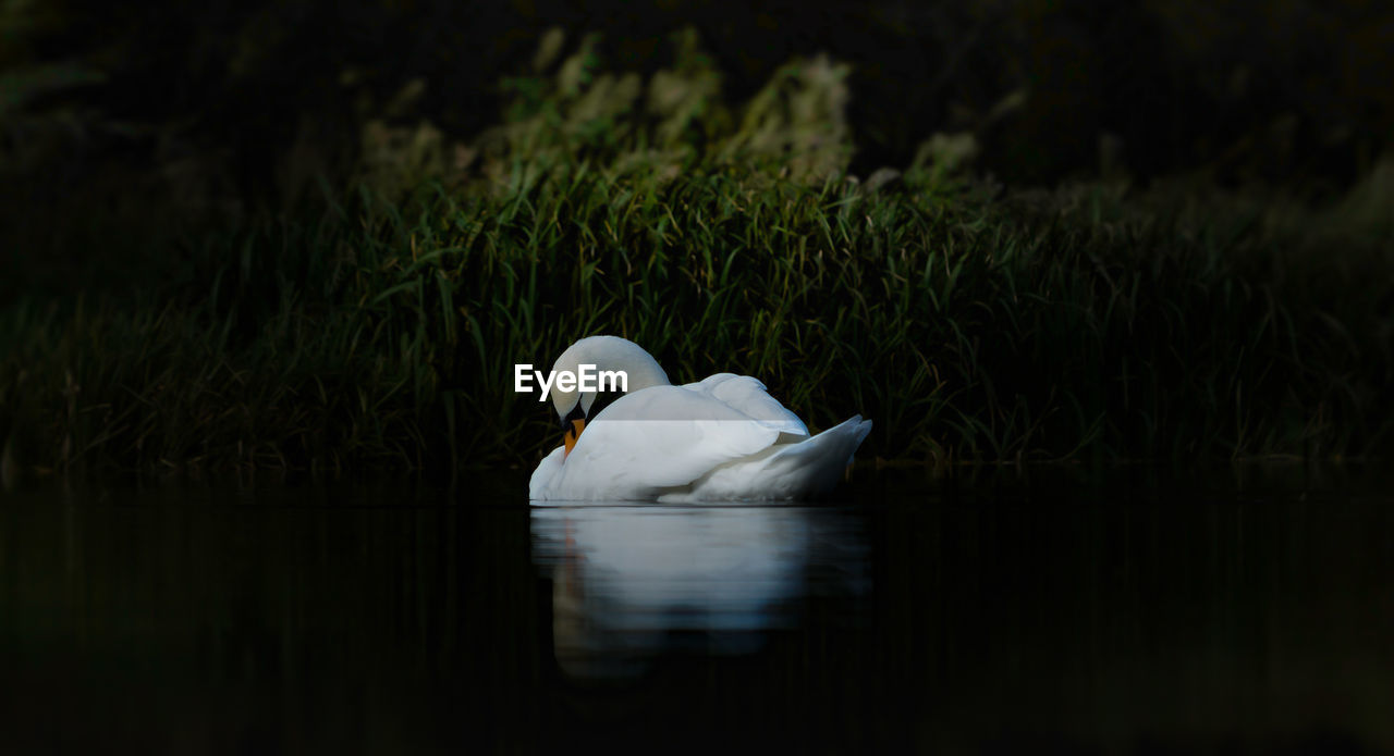 Swan floating on lake