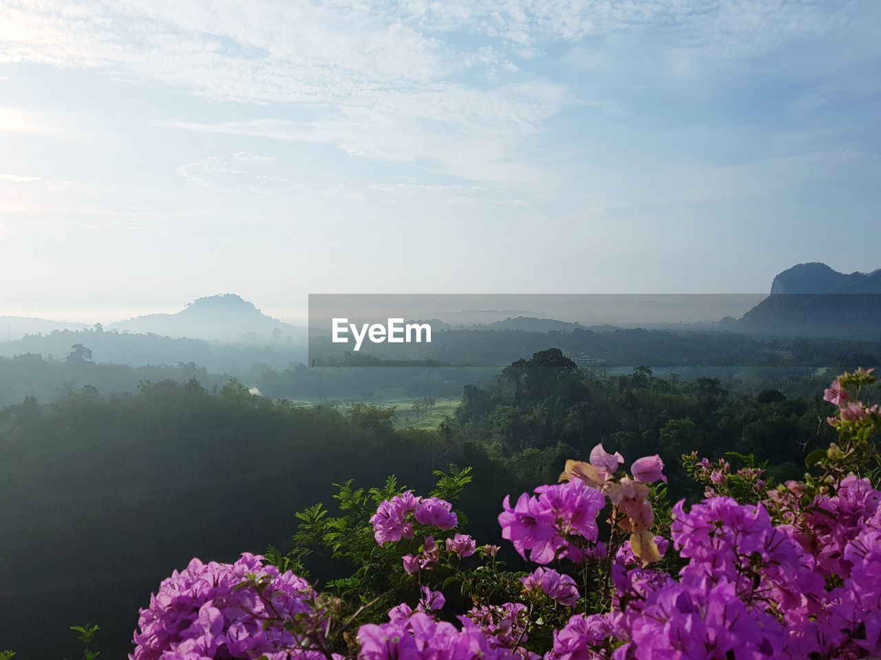 PURPLE FLOWERING PLANTS AGAINST MOUNTAIN