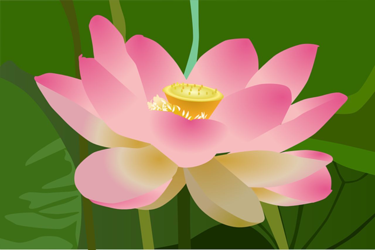 flower, flowering plant, plant, pink, aquatic plant, beauty in nature, leaf, nature, petal, plant part, freshness, proteales, green, water lily, no people, growth, inflorescence, cartoon