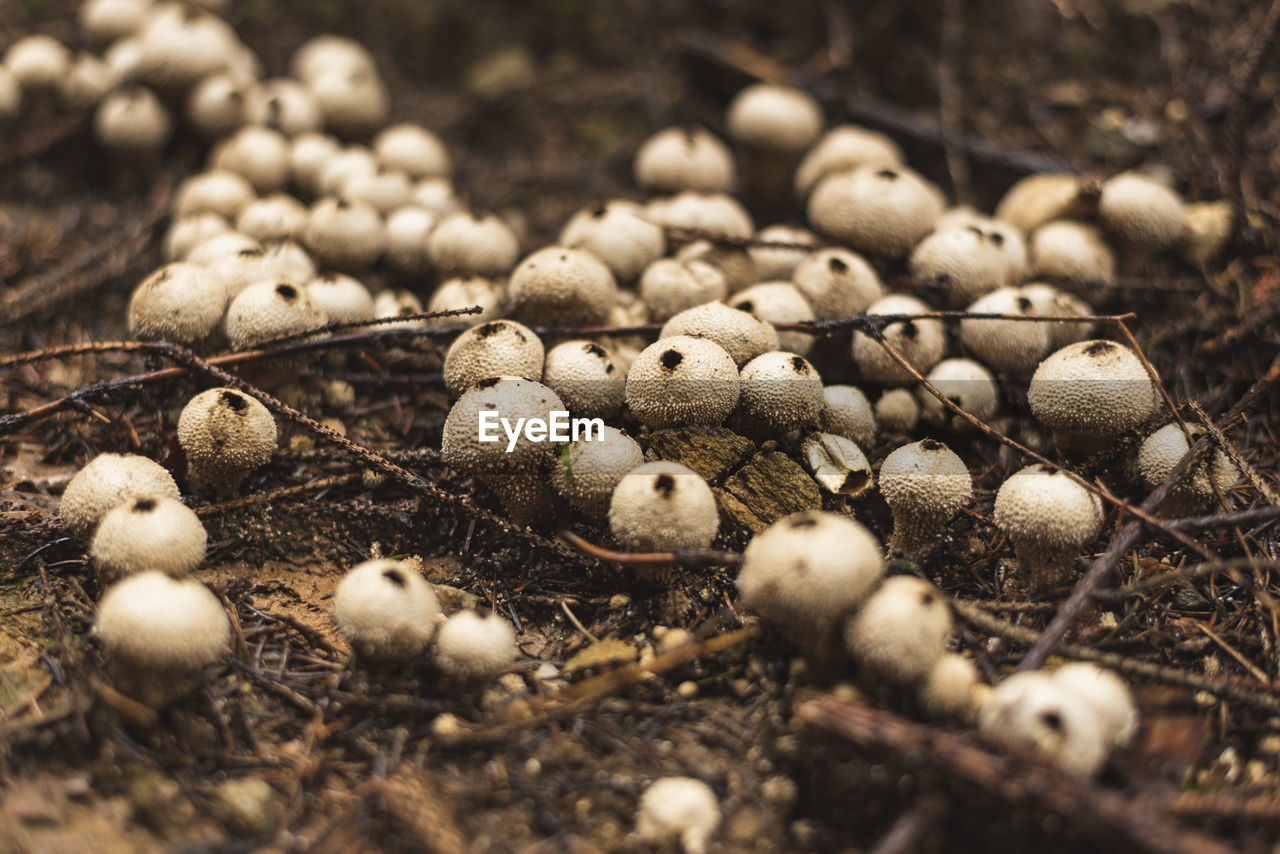 Common puffball mushrooms in group growing on the forest floor in early autumn