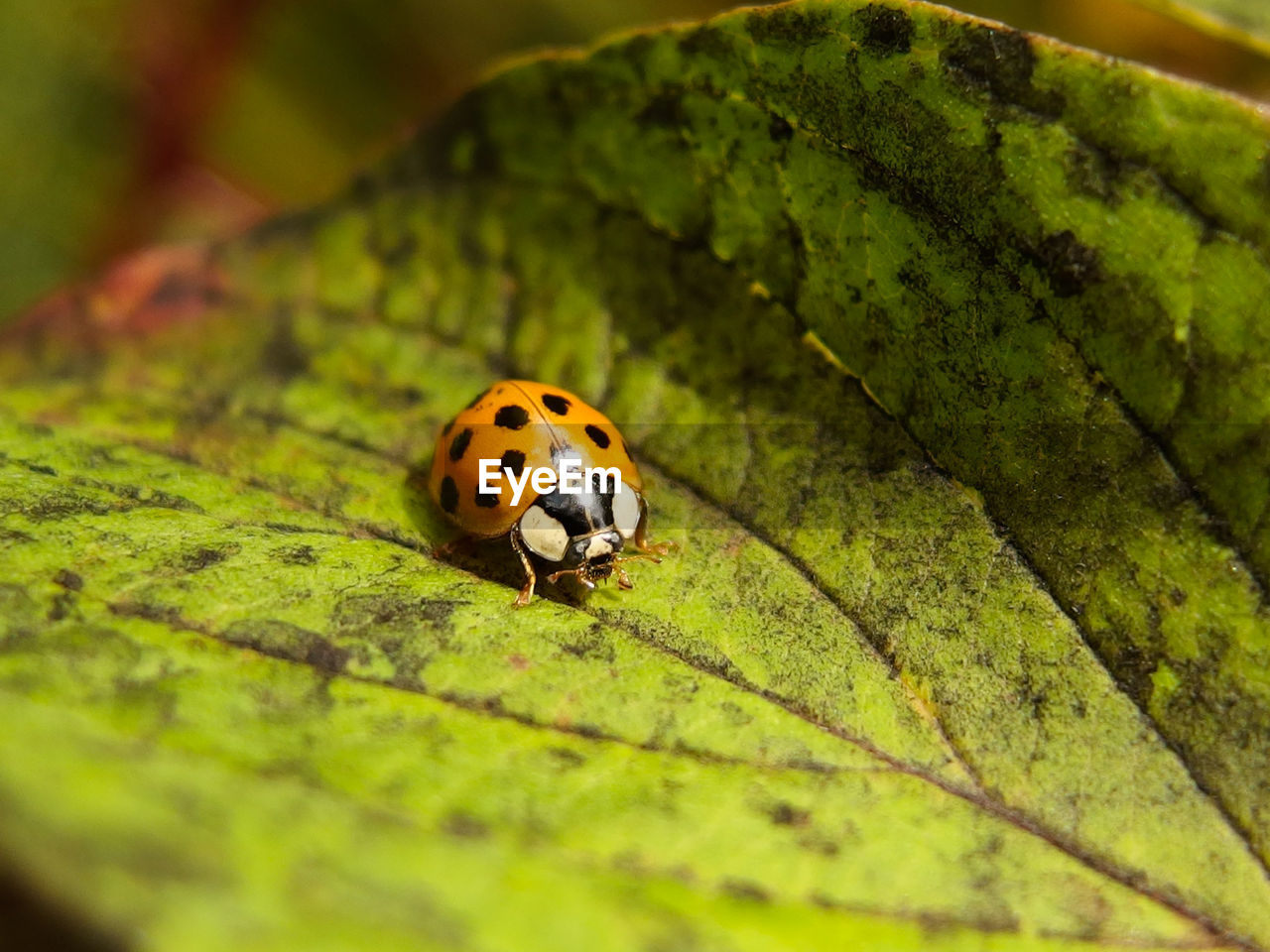 LADYBUG ON A LEAF