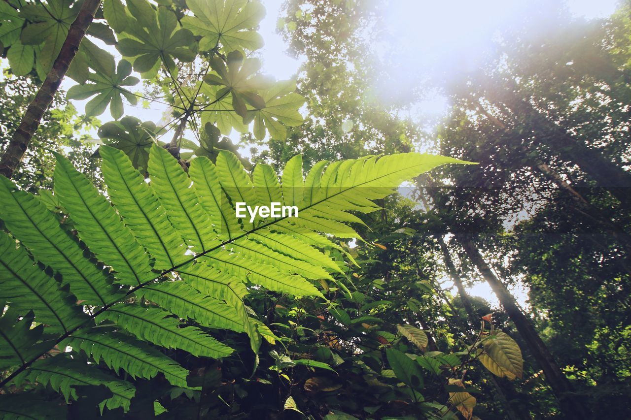 LOW ANGLE VIEW OF LEAVES ON TREE AGAINST SKY