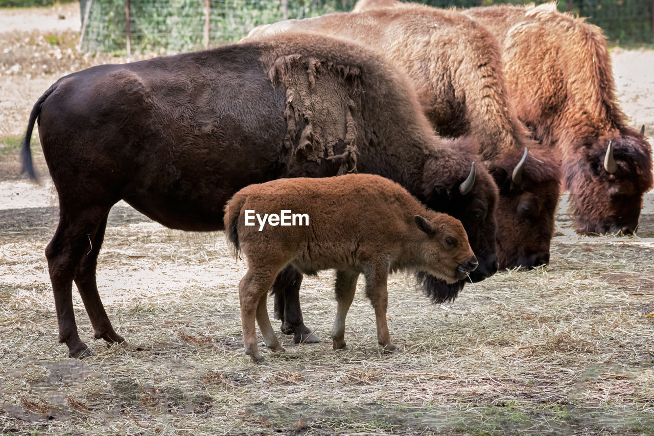 HORSES IN THE FIELD