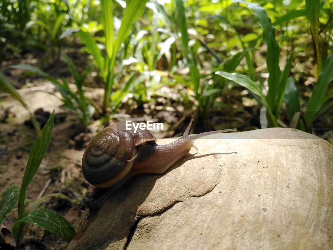 animal wildlife, snail, animal themes, animal, wildlife, mollusk, shell, gastropod, animal shell, snails and slugs, one animal, nature, plant, boredom, close-up, no people, day, tree, land, crawling, outdoors, animal body part, plant part, leaf, green, macro photography, environment, rock