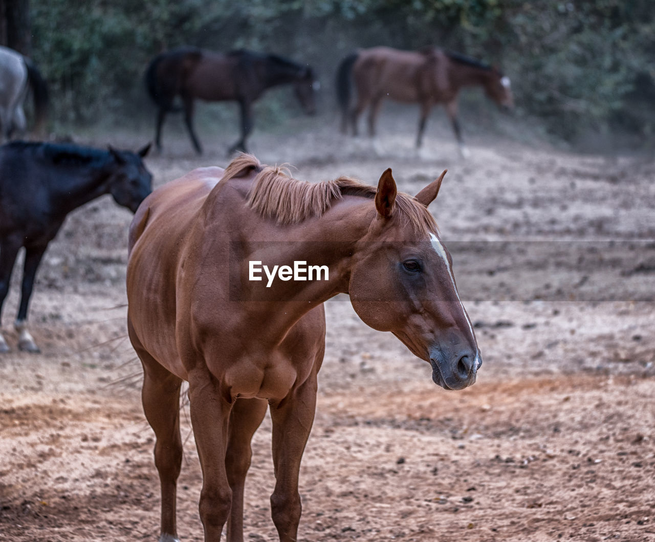 Close-up of horse