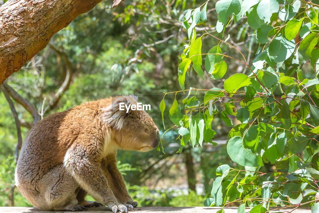 Close-up of koala sitting on branch