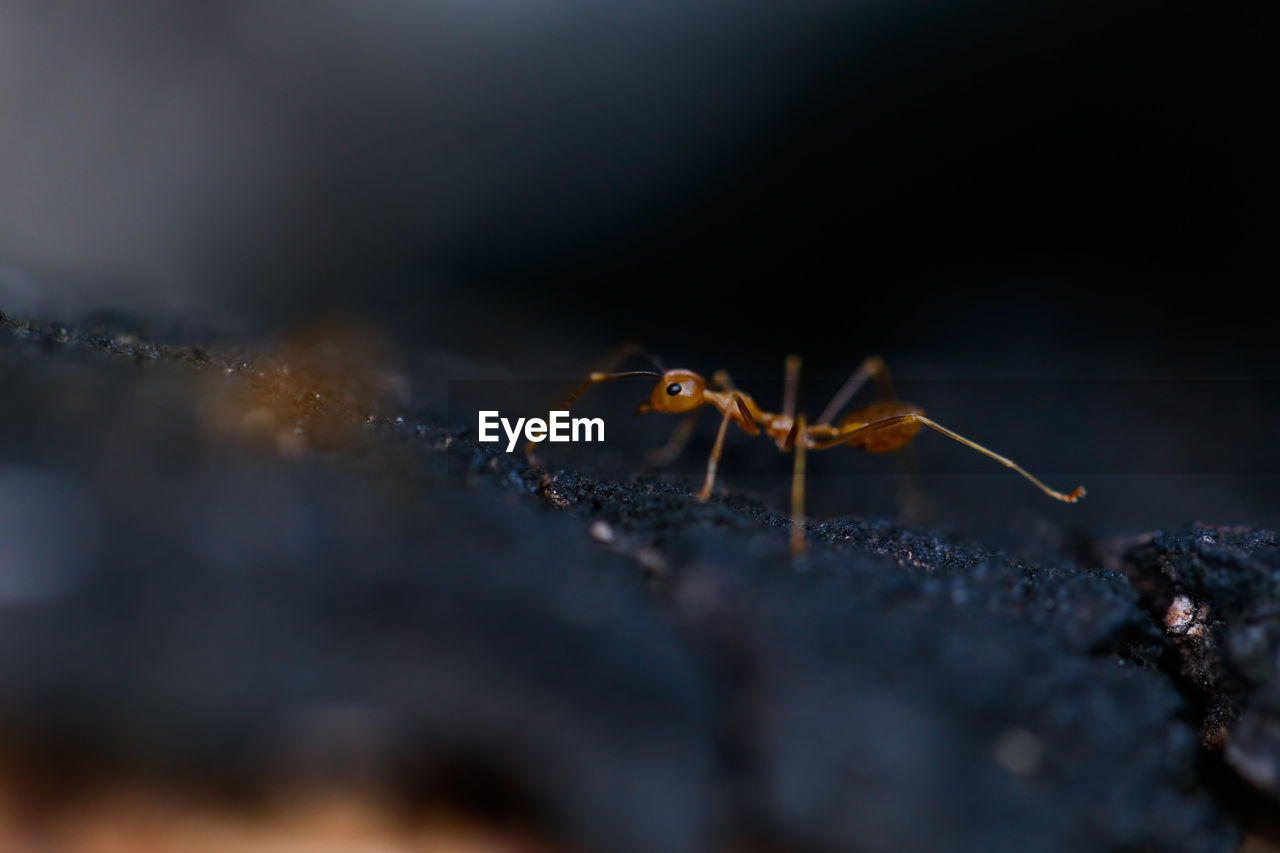 Close-up of ant on tree trunk